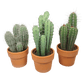 Cacti 21cm Cereus Mix - in Terracotta - Cacti The Horti House