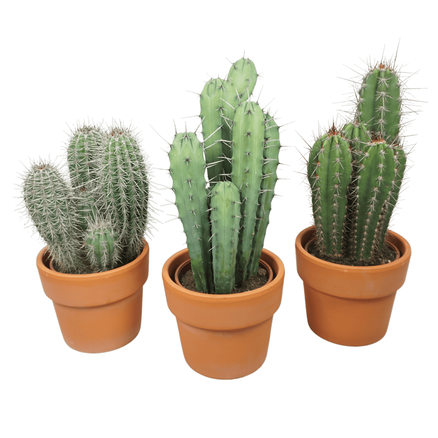 Cacti 21cm Cereus Mix - in Terracotta - Cacti The Horti House