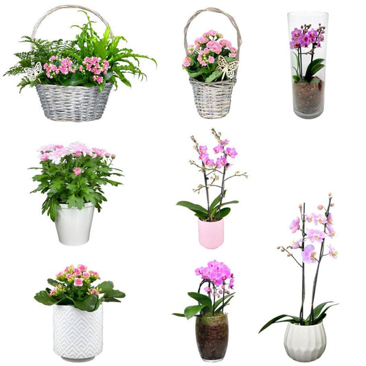 Mother's Day Mixed Trolley - Trolley Deal The Horti House