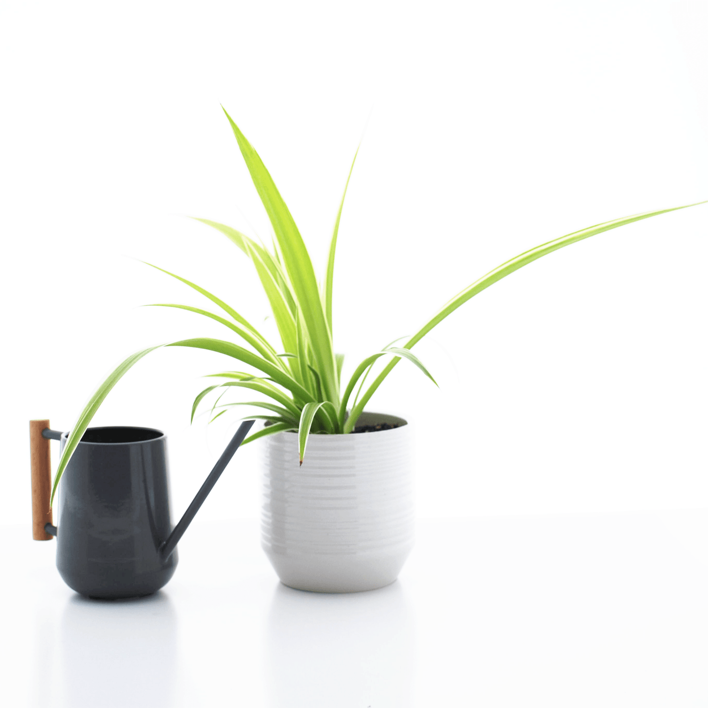 Chlorophytum 12cm in Ceramic Trolley - Green Plant The Horti House