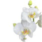 Triple Stem 12cm Orchid AGM Dover - Orchid The Horti House