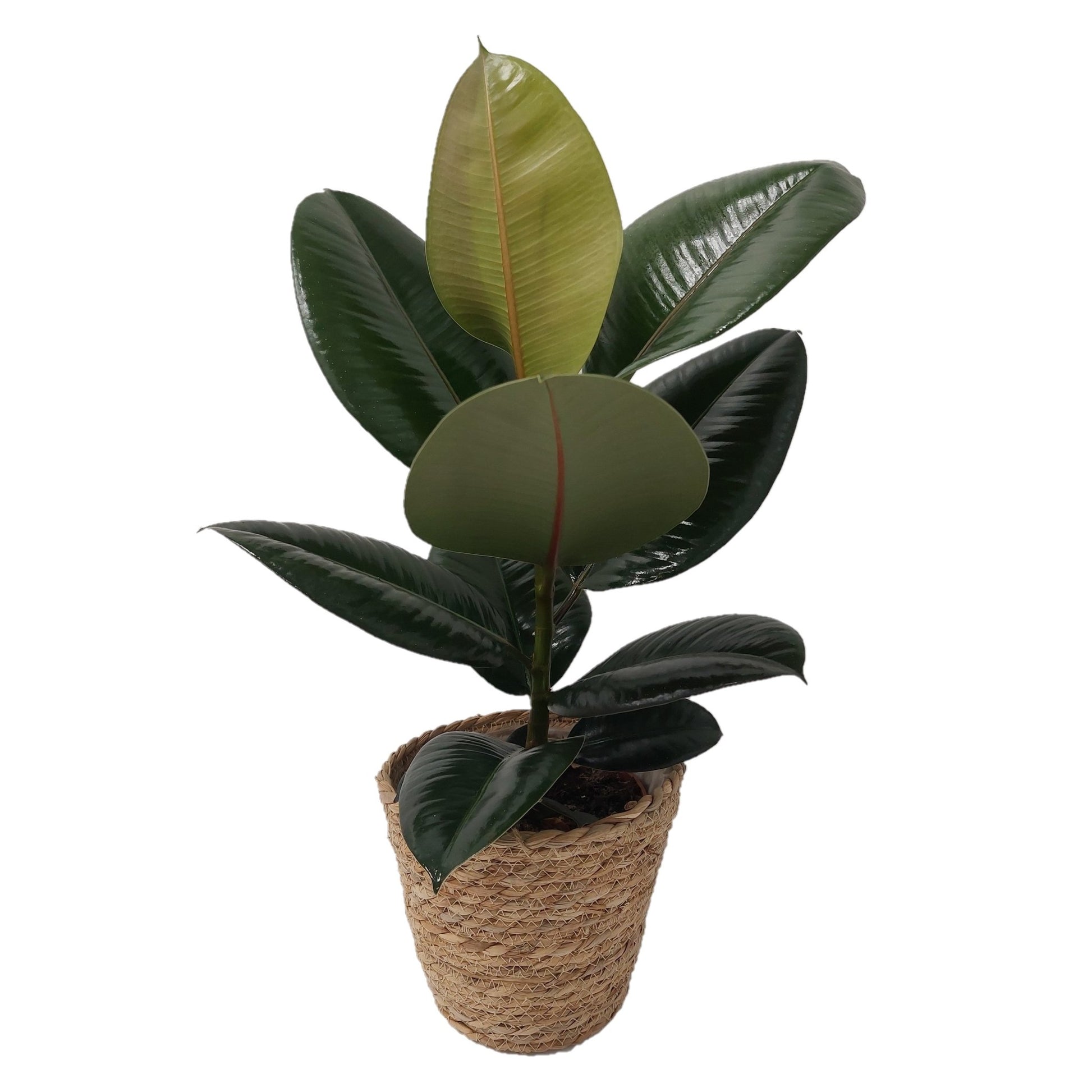 Ficus 17cm in Seagrass Basket Trolley - Green Plant The Horti House