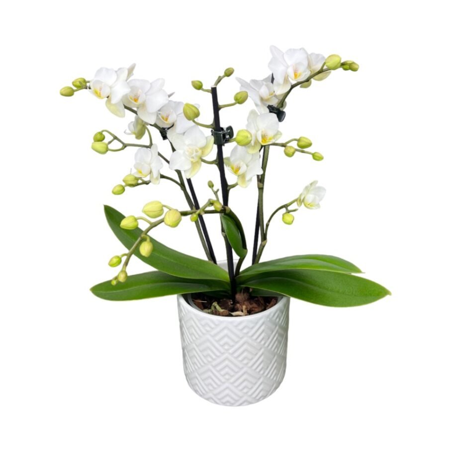 Phalaenopsis 9cm Triple Stem ‘Zurich’ in Ceramic - Orchid The Horti House