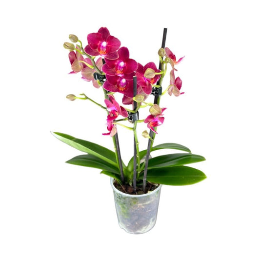 Phalaenopsis 9cm Twin Stem ‘Chamonix’ - Orchid The Horti House