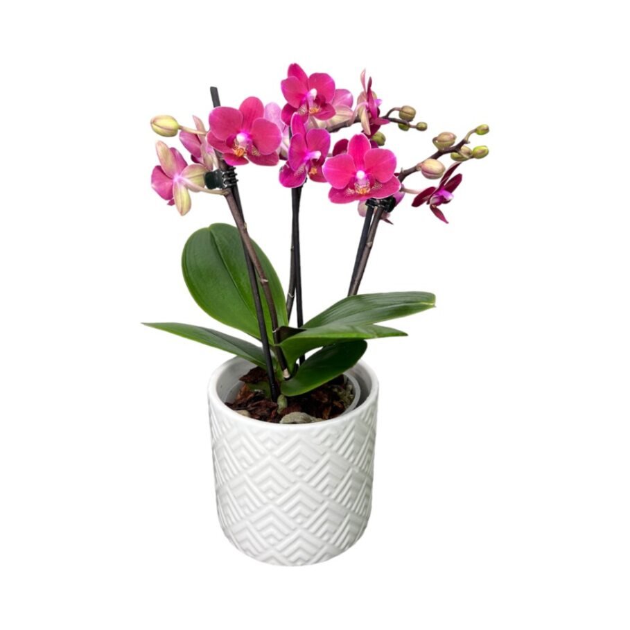 Phalaenopsis 9cm Twin Stem ‘Chamonix’ in Ceramic - Orchid The Horti House